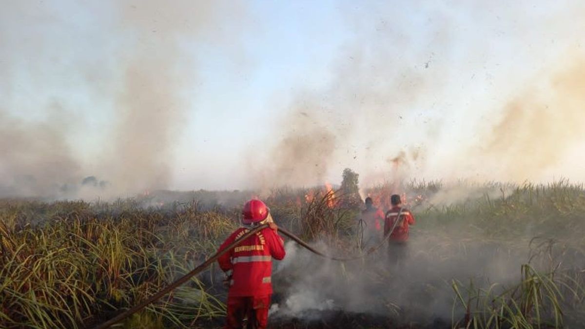BNPB: Eight Hectares Of Land In Palangka Raya Hangus Affected By Forest And Land Fires