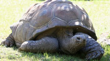 Researchers Surprised Meet Seychelles Giant Tortoise Attack And Eat Baby Birds
