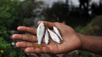 Singkarak Lake Bilih Fish Threatened With Extinction, KKP Prepares Management Rules