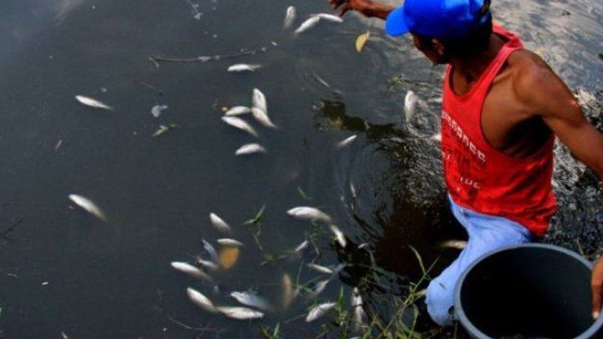 Diduga Terdampak Pencemaran Lingkungan, Ikan di Sungai Nagan Raya Mati