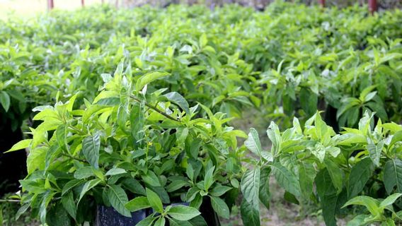 续命叶子的特征及其对健康的7个好处