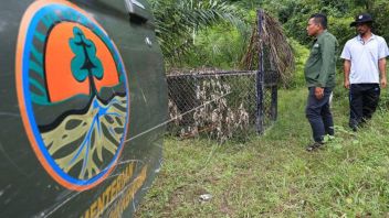 Ada Lima Perangkap Dipasang BKSDA Aceh untuk Tangkap Harimau yang Sempat Lukai Petani Lansia