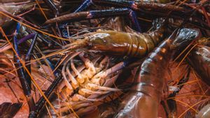 Cara Budidaya Lobster Air Tawar di Lahan Terbatas, Mulai dari Pembenihan hingga Panen