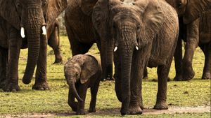 Misteri Kematian Puluhan Gajah di Zimbabwe Mulai Terang dan Munculkan Kekhawatiran Lebih Besar