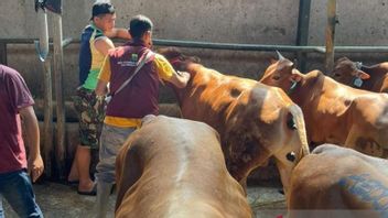 Cianjurの犠牲的な動物取引業者は、道端での販売を禁止されています