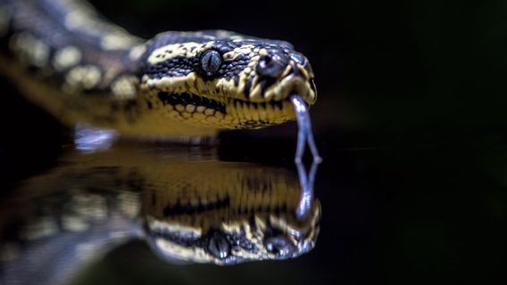 動物恐怖症ができる理由