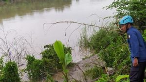 Bengawan Solo Banjir, Buaya Endemik Terpantau Muncul di Bojonegoro