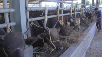 州长维克多发布禁止牛进入NTT的指示