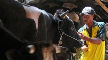 Pengamat Pertanian: Pakan Ternak dari Kulit Singkong Perlu Dikembangkan