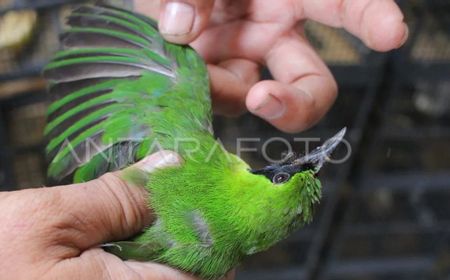 Penumpang Pesawat Selundupkan Burung Cucak Hijau ke Kabin, Ketahuan Pramugari karena Suara Kicauan