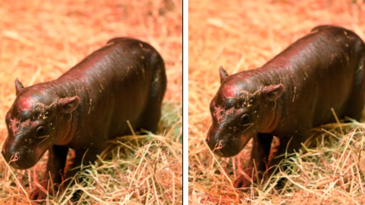 Amusant et adorable, le rival de Moo Deng est né en Écosse