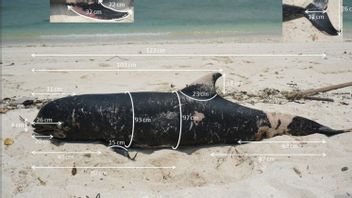 KKP Burial Of Stranded Whale In Gili Trawangan