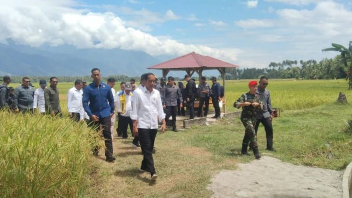 President Jokowi Reviews Rice Harvest In Sigi Which Reaches 6.2 Tons Per Hectare