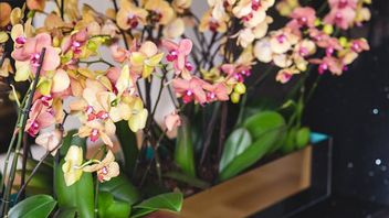Yellow Orchid Plant Leaves, Recognize 6 Causes And How To Fix Them