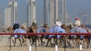 Lebih dari Sekadar Uang, Lomba Unta di Uni Emirat Arab Hidupkan Kembali Tradisi Budaya Gurun Pasir