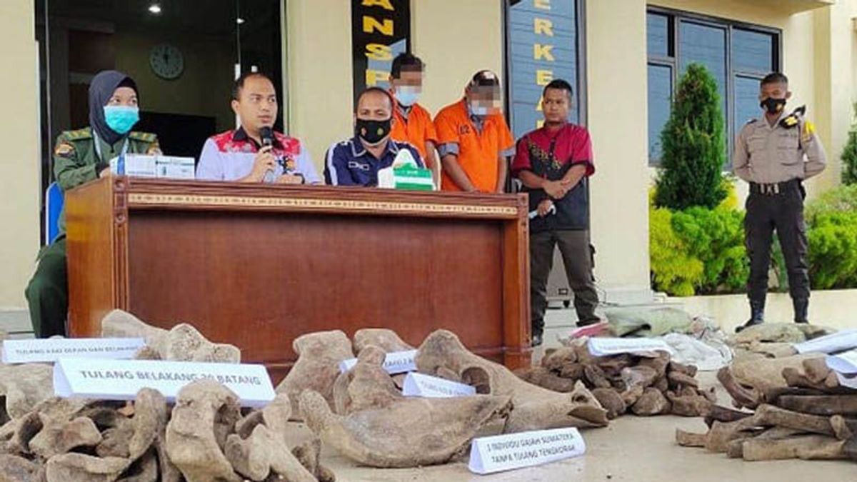 Langsa Aceh Police Arrest Elephant Bone Seller