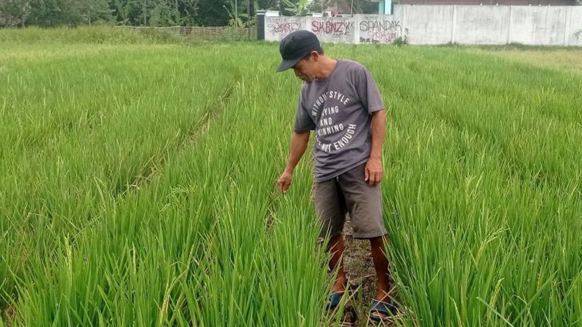 238 Hectares Of Rice Fields In Lebak Banten Are Threatened With Harvest Failure Due To Drought
