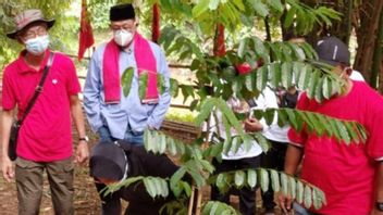 Risma Planting Trees In Ciliwung Watershed: Riverbanks Need To Be Protected