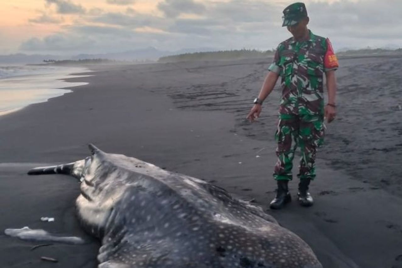 クジラザメはルマジャンの南海岸で立ち往生しています