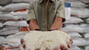 Marak Beras Oplosan, Bapanas Jelaskan Cara Bedakan Premium dan Medium
