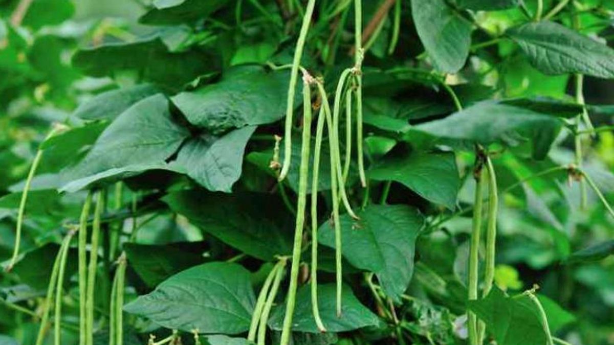 Cara Menanam Kacang Panjang, Ikuti Langkah-langkah Berikut