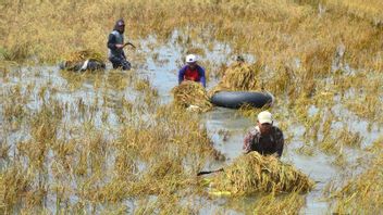 سعر الأرز في ميليجيت ليس بسبب الأزمة المناخية ، ولكن أيضا بسبب أخطاء إدارة الأغذية