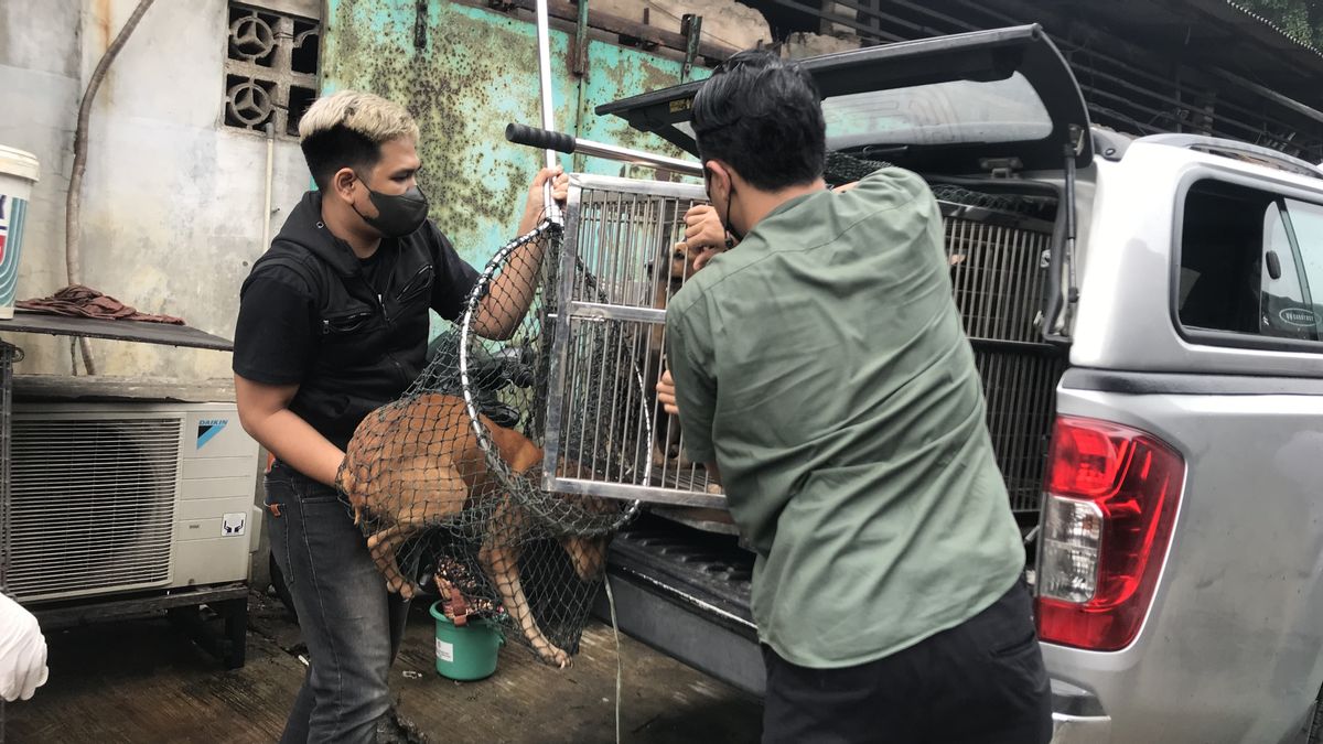 Petugas Evakuasi Puluhan Ekor Anjing dari Rumah Jagal di Kawasan Cengkareng