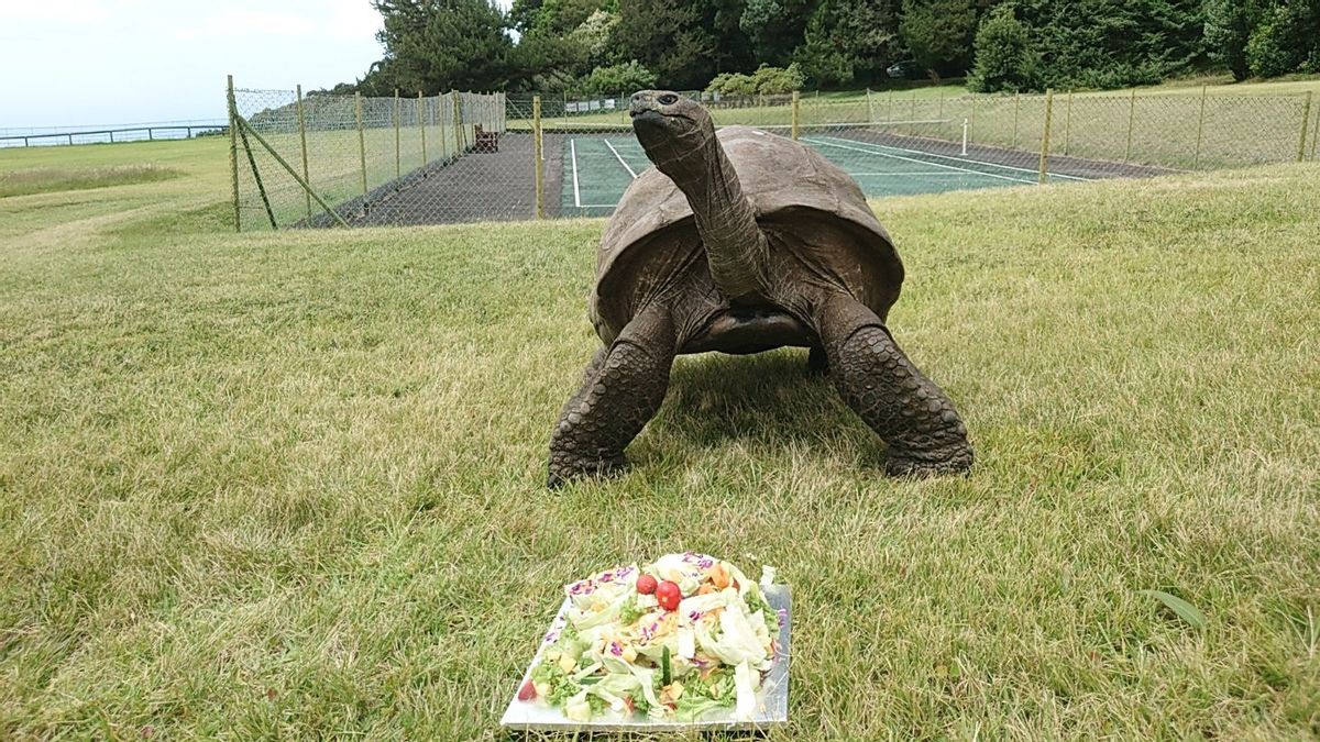 190 Years Old, Jonathan the Tortoise is World's Oldest Land Animal: Through the US Civil War to the Fall of the Soviet Union