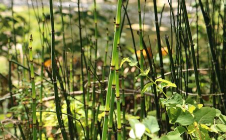 Pemkab Sigi Antisipasi Limpasan Air Sungai Banjiri Rumah Warga dengan Tanam Bambu di DAS