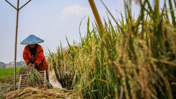 Nilai Tukar Petani Naik Jadi 0,21 Persen di Juli 2023