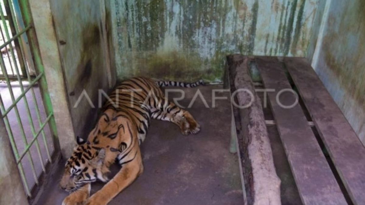 市政府要求DPRD Benahi Medan Zoo 因老虎死亡