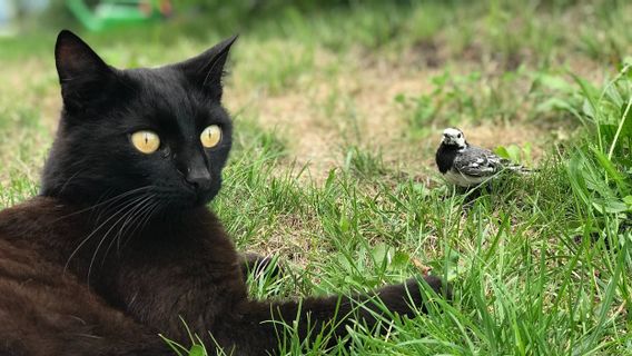 保护珍稀鸟类，德国城市禁止宠物猫在交配季节离开家：等待违规者罚款7亿盾