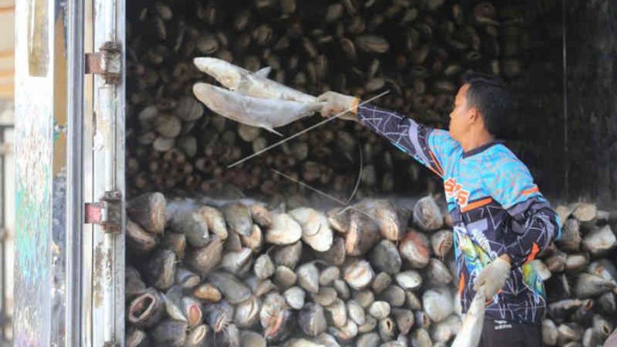 KKP تبني مستودعا مجمدا للأسماك بوزن 300 طن في Indramayu