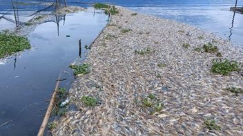 マニンツ湖で130トンの死んだ魚の原因