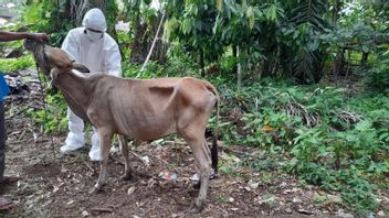 Livestock Infected With FMD In Solok Increase, Total Becomes 92 Cases