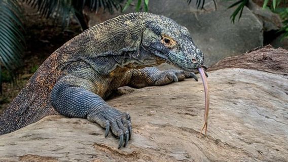 Heboh Soal Komodo, BPS Bandingkan Kondisi NTT dengan Bali dan NTB