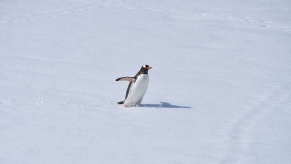 Penguins Offer Multiple Clues About Climate Change In Antarctica
