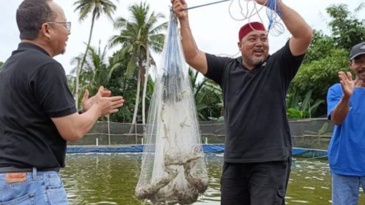 The Prospect Is Bright, Central Bangka Seriously Advances Vaname Shrimp Cultivation To Tambak Rakyat