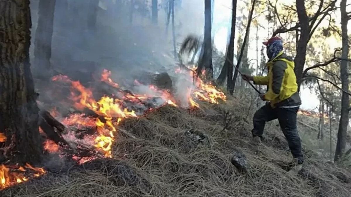 BPBD Records 5 Forest And Land Fires In 2 Regencies In Central Sulawesi As A Result Of El Nino