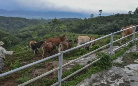 BPJPH Tegaskan Produk Tanaman dan Ternak Hasil Rekayasa Genetik Wajib Bersertifikat Halal