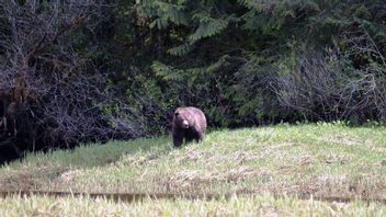 Mayat Wanita di Dekat Taman Nasional Yellowstone Diduga Korban Serangan Beruang Cokelat
