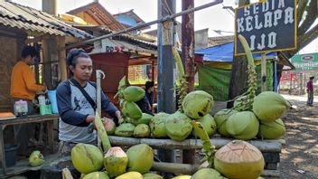 Could Be A Medicine, Orders For Green Coconut In Cianjur Increased Sharply
