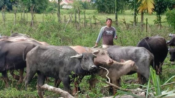 Alhamdulillah, 718 Livestock In Nagan Raya Aceh Recovered From PMK Ahead Of Iduladha 2022