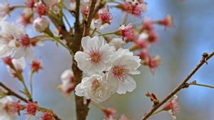 Otoritas Jepang Konfirmasi Dimulainya Musim Bunga Sakura