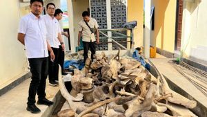 Kakatua hingga Tengkorak Buaya Disita, Pelaku Perdagangan Satwa Ditangkap