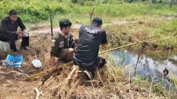 Sampit BKSDA Intends To Evacuate Crocodiles In The Biding River For Annoying Residents