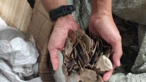 Kemenhut Tahan WNA terkait Penyelundupan 796 Kg Sisik Trenggiling
