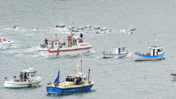 フェロー諸島のパイロット捕鯨:虐殺か地元の伝統か?