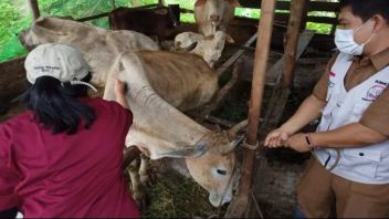 Vaksinasi PMK di Tebing Tinggi Menyasar Kelurahan Karang dan Pinang Mancung