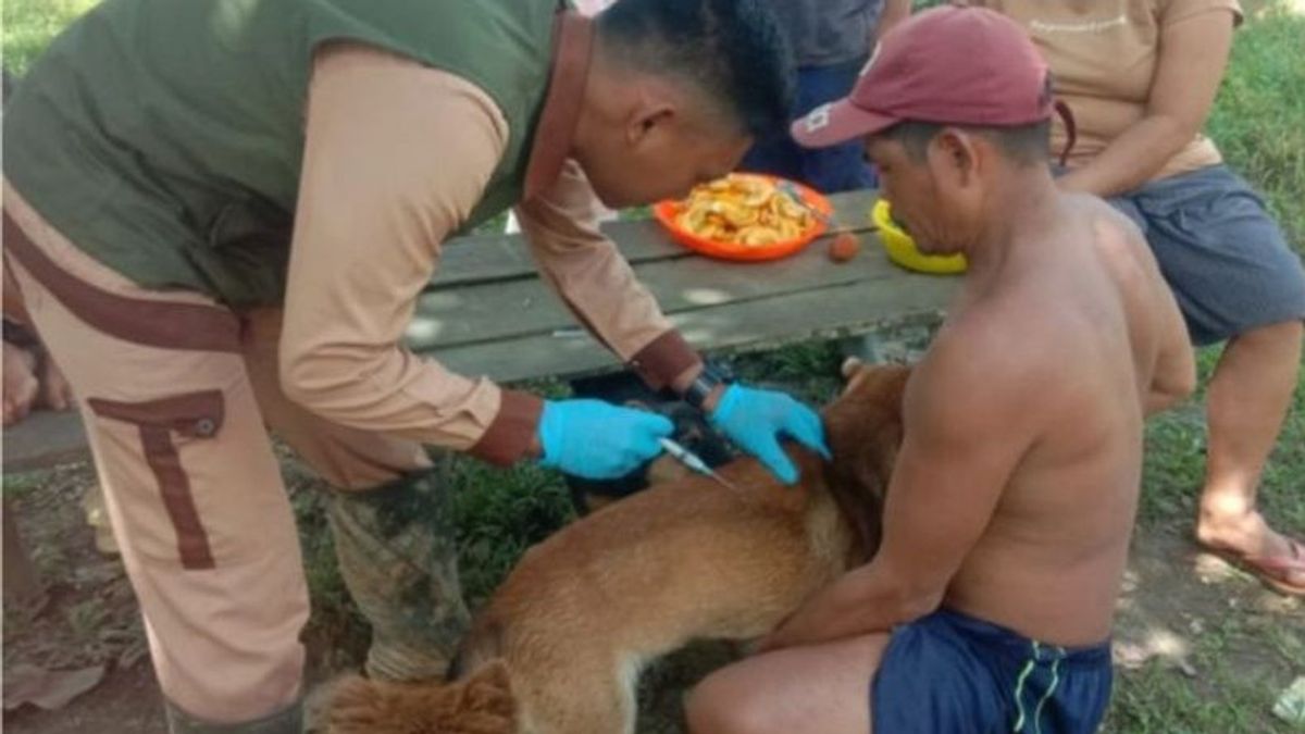 6月上旬現在、10人の西カリマンタン人が狂犬病の犬の咬傷で死亡している